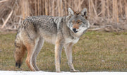 20 gauge starter kit for deer/predators/hogs