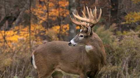 TSS Size 4 BUCK