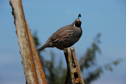 12 gauge starter kit for waterfowl/upland